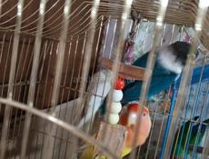 Попугай волнистый