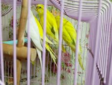 Попугай волнистый