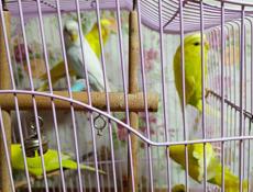 Попугай волнистый