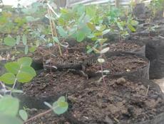 Продаётся эвкалиптовые саженцы