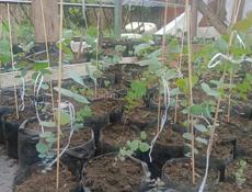 Продаётся эвкалиптовые саженцы