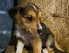 Щенки 