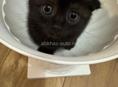 Продам вислоухого котенка ,Британец 