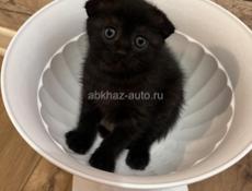 Продам вислоухого котенка ,Британец 