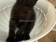 Продам вислоухого котенка ,Британец 