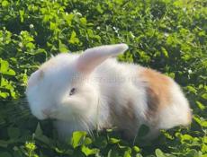 Кролик Минилоп 