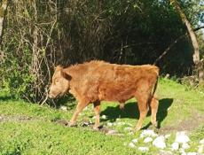 Продаю быка