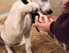 Собака Белла ищет дом ✨💫