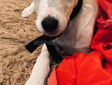 Собака Белла ищет дом ✨💫