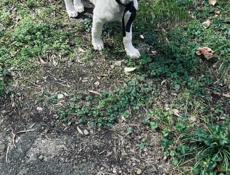 Собака Белла ищет дом ✨💫