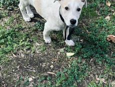 Собака Белла ищет дом ✨💫