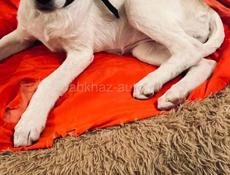 Собака Белла ищет дом ✨💫