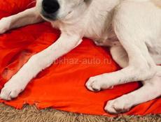 Собака Белла ищет дом ✨💫