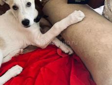 Собака Белла ищет дом ✨💫