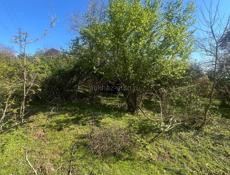 Цандрипш 10 соток 