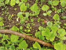 Саженцы тыква