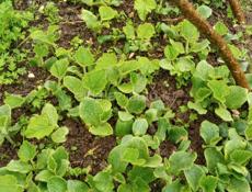 Саженцы тыква