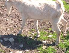 Продается коза 45-50 кг