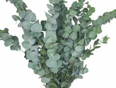 Куплю серебристый эвкалипт