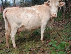 Продается корова с теленком 