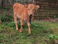 Продается корова с теленком 