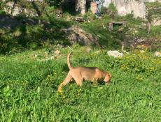 Щенок русской гончей