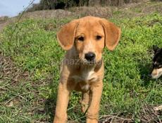 Щенок русской гончей