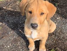 Щенок русской гончей