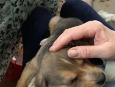 Щенок русской гончей