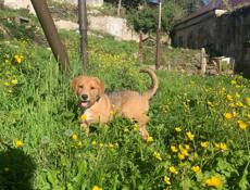 Щенок русской гончей