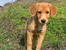 Щенок русской гончей