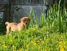 Щенок русской гончей