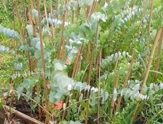 Серебристый эвкалипт 