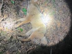 В продаже тепловизор в отличном состоянии для охоты. 