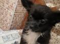 Продаём щенка чихуахуа 