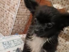 Продаём щенка чихуахуа 