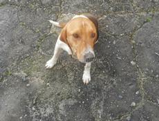 Гончие, отдам в добрые руки