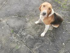 Гончие, отдам в добрые руки