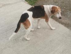 Гончие, отдам в добрые руки