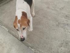 Гончие, отдам в добрые руки