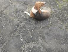 Гончие, отдам в добрые руки