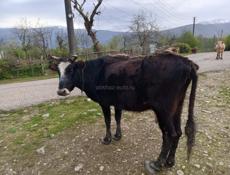 Продам корову