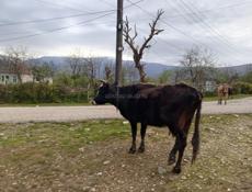 Продам корову