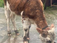 Продается телка , больше года 