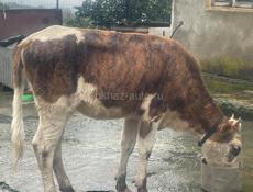 Продается телка , больше года 
