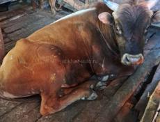 Продам бычка