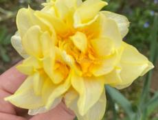 Сниму квартиру с июня по август 