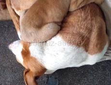 Отдам в любящие,добрые руки, щенка 3 месяца очень резвая девочка,по кличке Киби(полное имя Киборг)