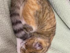 Отдам кошку в добрые руки 