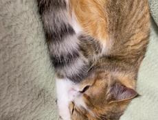 Отдам кошку в добрые руки 